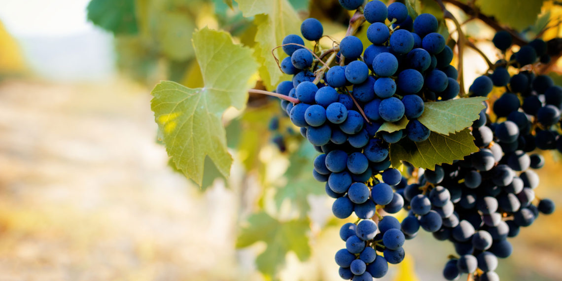 Italy’s Noble Nebbiolo
